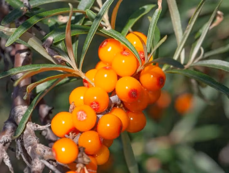 Các hoạt chất trong quả hắc mai biển như anthocyanin trắng, lignin đắng, coumarin, serotonin,… có hoạt tính chống ung thư và tác dụng chống ung thư rõ rệt, giúp ức chế và tiêu diệt ở mức nhất định tế bào ung thư trong cơ thể người, đồng thời có tác dụng ngăn chặn các yếu tố gây ung thư.