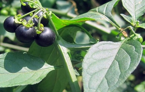 Tuy nhiên, do cây có độc nhất, độc nhất là quả xanh, vì vậy không nên ăn sống loại cây này. Khi sử dụng, phải sơ chế kỹ, loại bỏ quả xanh.