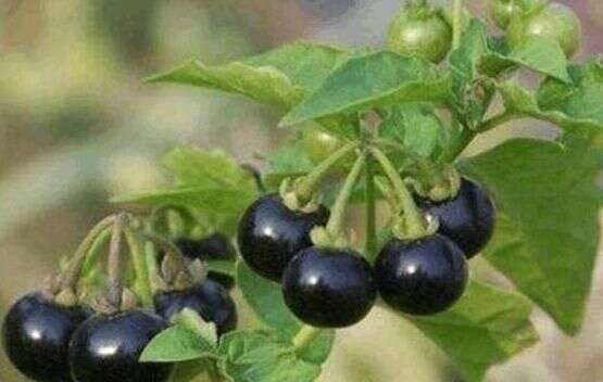 Chiết xuất từ quả lu lu đực có tác dụng ức chế đối với ung thư cổ tử cung ở chuột, ức chế đáng kể sự gia tăng của tế bào ung thư gan chuột (H22), tỷ lệ ức chế khối u là 87,4%. Đồng thời, hoạt động của phosphodiesterase và Na + -K + -ATPase trên bề mặt của màng tế bào ung thư giảm xuống. Các vi nhung mao trên bề mặt của màng rõ ràng đã biến mất. Các alkaloid toàn phần chiết xuất từ quả cây lu lu đực có tỷ lệ ức chế khối u cấy ghép động vật từ 40% đến 50%.