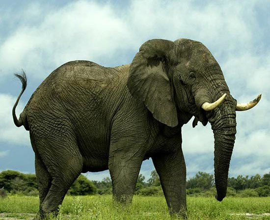 Voi khong lo gap kien ti hon 