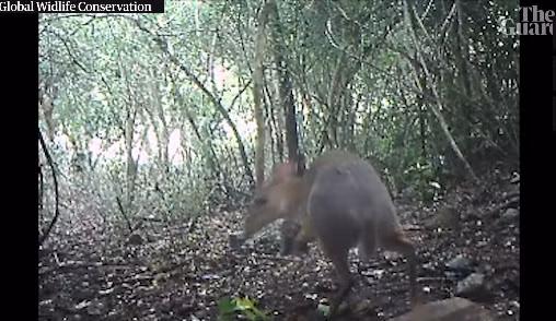 Ngày 12/11, các trang New York Times, CNN, Guardian… đồng loạt đăng tin các nhà nghiên cứu (gồm cả Việt Nam và nước ngoài) tại Tổ chức Bảo tồn động vật hoang dã toàn cầu (Global Wildlife Conservation, GWC) - một tổ chức phi chính phủ ở Texas (Mỹ) vừa phát hiện loài cheo cheo lưng bạc (hay hươu chuột) ở thành phố biển Nha Trang.