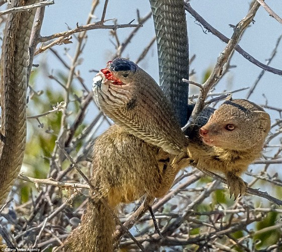 Nhận thấy mối nguy hiểm cận kề, con rắn cố gắng để trườn đi, lắc khỏi sự bao vây của con cầy hung ác. Tuy nhiên cố gắng của con rắn tội nghiệp là vô vọng khi con cầy đã quyết tâm phải được ăn thịt rắn trong ngày.