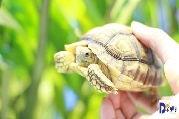 Không chỉ đóng vai trò như thú cưng, việc nuôi rùa sulcata còn được cho là hỗ trợ phong thủy tài lộc, may mắn và sức khỏe cho gia đình.