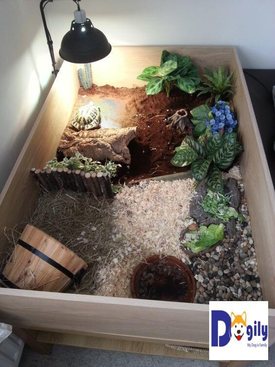 Như những giống rùa khác, loài rùa này cũng tương đối chậm chạp và điềm tĩnh. Chúng đôi khi hơi vụng về và thường bị mắc kẹt ở các khe hẹp. Hay tệ hơn là bị lật ngửa mà không xoay người lại được.