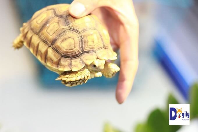 Loài rùa này du nhập về Việt Nam khoảng 5-6 năm trở lại đây chủ yếu từ Thái Lan và Trung Quốc, được các bạn trẻ cực kỳ ưa chuộng.