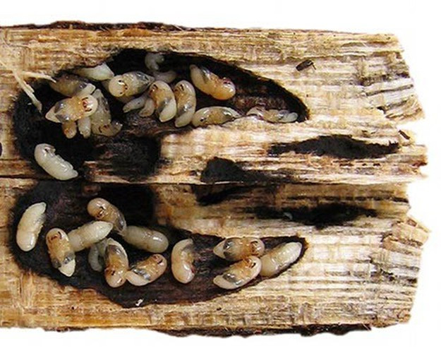 Bọ cánh cứng Ambrosia. Loài bọ này được đặt tên theo loại nấm mà chúng trồng, thuộc nhóm côn trùng chuyên đục gỗ và ăn nấm cộng sinh. Bọ Ambrosia đưa nấm vào cây redbay hay các cây họ nguyệt quế khác bằng cách đào tổ và đẻ trứng trên cây. Mầm bệnh di chuyển qua mạch cây và gây nên bệnh héo rũ.