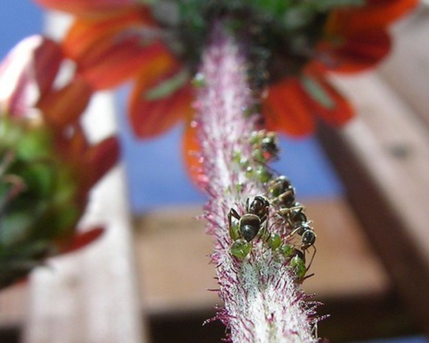 Những con kiến “nông dân”. Cách kiến nuôi rệp giống như cách con người nuôi bò để lấy sữa. Chúng nuôi các loài côn trùng khác như rệp, sâu bướm để lấy dịch ngọt tiết ra từ những loài côn trùng này. Chúng bảo vệ côn trùng khỏi sự đe dọa từ bên ngoài và luôn mang theo chúng khi di cư. Khi đến mùa thu hoạch chất ngọt từ côn trùng, kiến sẽ “vắt sữa” bằng cách dùng râu của chúng. Trong trường hợp vật nuôi ngoan cố, kiến sẽ cắt các cánh của rệp để "thuần hóa", ngăn chúng khỏi bay đi khi trưởng thành.