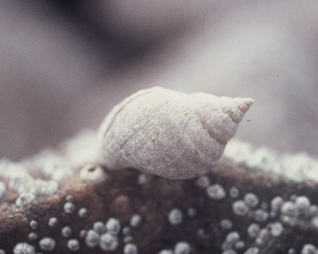 Con ốc Littoraria irrorata. Đây là đại diện tiêu biểu của những loài động vật thân mềm trong danh sách các nông dân động vật. Loài này thường được tìm thấy ở khu vực Đông Nam nước Mỹ, thích ăn loại nấm mọc trên lá cỏ cordgrass chết. Những con ốc thông minh sử dụng dải răng giống chiếc lưỡi thô để cắt rãnh ở lá cordgrass, tạo ra môi trường phát triển hoàn hảo cho loài nấm yêu thích của chúng. Chúng cũng bón phân cho cây trồng bằng cách đi vệ sinh vào trong các rãnh để giúp các loại nấm phát triển.