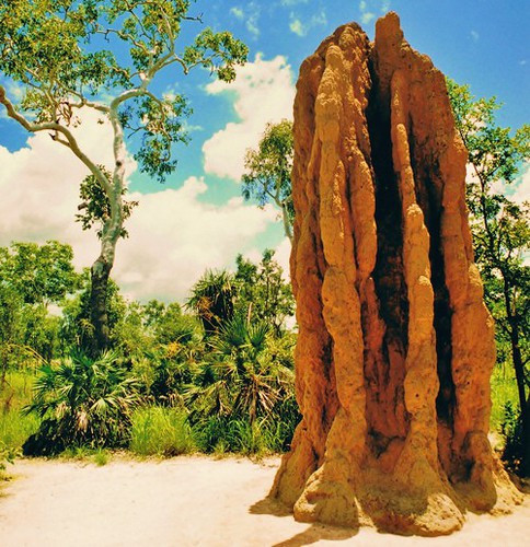 Mối. Mối là loài có tổ chức xã hội phức tạp nhất trong vương quốc động vật. Giống như kiến cắt lá, nhiều loài mối là những “nông dân” trồng nấm. Các gò mối khổng lồ được xây dựng rất phức tạp, có kiểm soát nhiệt độ để duy trì môi trường phát triển lý tưởng cho nguồn thức ăn chính của chúng là nấm.