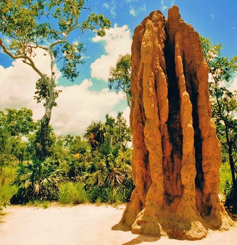 Mối. Mối là loài có tổ chức xã hội phức tạp nhất trong vương quốc động vật. Giống như kiến cắt lá, nhiều loài mối là những “nông dân” trồng nấm. Các gò mối khổng lồ được xây dựng rất phức tạp, có kiểm soát nhiệt độ để duy trì môi trường phát triển lý tưởng cho nguồn thức ăn chính của chúng là nấm.