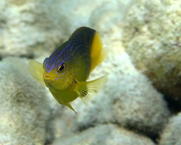 Cá trinh nữ (Damselfish). Những “nông dân” này là loài cá duy nhất biết sản xuất nông nghiệp. Cá trinh nữ trồng tảo, để bảo vệ cây trồng chúng có thể hung hăng tấn công các sinh vật khác bơi quá gần, ngay cả các thợ lặn. Loại tảo mà loài cá này thích có khả năng sinh tồn yếu, so với các loài tảo khác. Do đó, nếu tảo không được bảo vệ nghiêm ngặt thì khả năng sống sót rất thấp. Trong thực tế, loài tảo quý hiếm có xu hướng chỉ tồn tại trong lãnh thổ bảo vệ của cá trinh nữ.