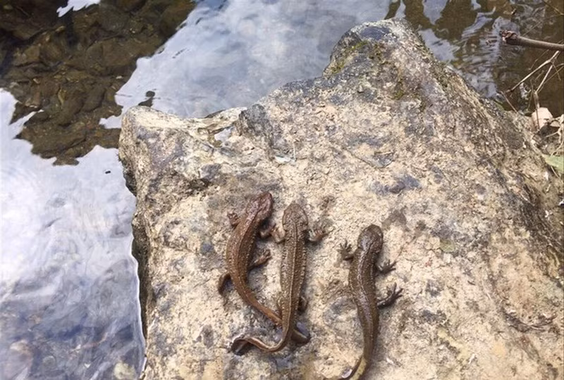 Gần đây, ngày 14/11, trong khi đi lấy nước tại khe suối thuộc xóm Hoài Khao, xã Quang Thành, huyện Nguyên Bình, tỉnh Cao Bằng, người dân địa phương cũng phát hiện, bắt được một số con cá có chân lạ. Theo PGS.TS Trương Xuân Lam, Phó Viện trưởng Viện Sinh thái và Tài nguyên sinh vật (thuộc Viện Hàn lâm Khoa học và Công nghệ Việt Nam), đây là loài cá cóc quảng tây (Paramesotriton quangxiensis)- một loài quý hiếm có trong sách đỏ IUCN (2017), ở bậc EN (Nguy cấp). Loài cá quý hiếm này được phát tại Việt Nam từ năm 1984. Mỗi cá thể nặng khoảng 80-100g, chiều dài từ 10-15 cm. Da cá có lớp vẩy sừng sần sùi như da cóc, bụng có hoa gấm màu vàng đỏ, sống dưới nước có chân và phần đuôi như đuôi cá chạch. Việt Nam hiện ghi nhận 7 loài cá cóc.