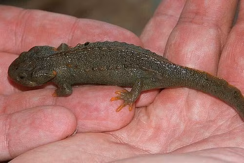 Mỗi bên sườn của loài vật có một hàng củ lồi, mỗi củ tương ứng với đầu mỗi xương sườn.