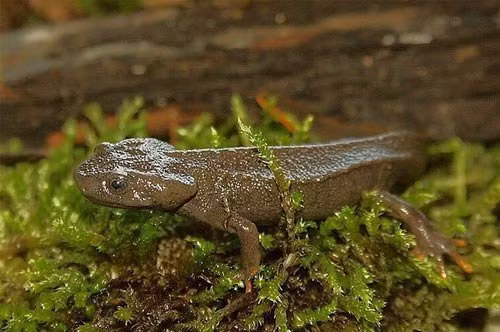 Các củ lồi bên sườn và mép trên đuôi ở nhiều cá thể cũng có mầu đỏ cam.