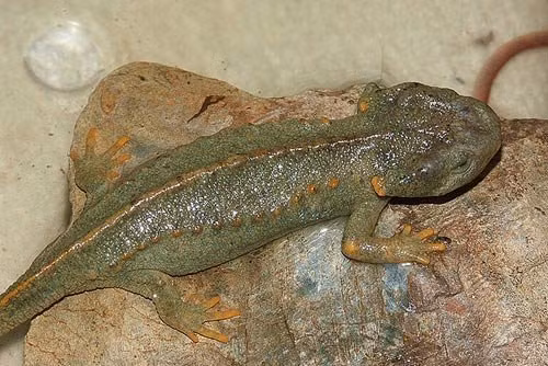 Đầu các chi, mép dưới đuôi, viền lỗ hậu môn của cá cóc Việt Nam có mầu đỏ cam nổi bật so với phần thân màu xám.