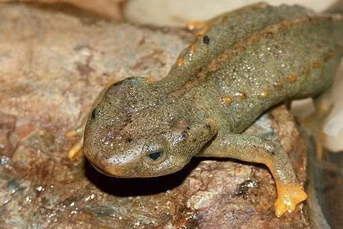 Loài này đang đứng trước nguy cơ bị đe dọa tuyệt chủng do sinh cảnh sống bị thu hẹp, suy thoái và bị khai thác quá mức để làm sinh vật cảnh.