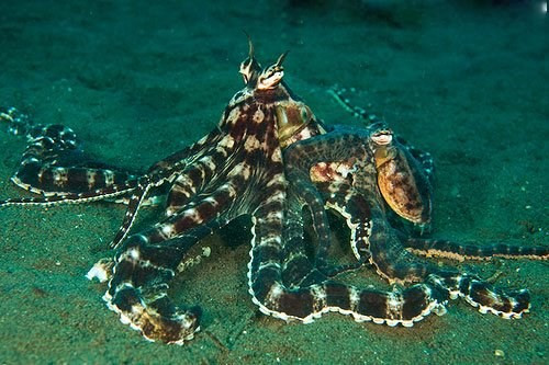 Ly do bach tuoc duoc ghi danh sinh vat quai di nhat hanh tinh?