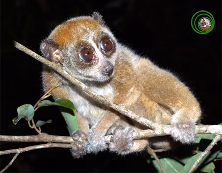 Hiện loài cu li nhỏ này đang bị đe doạ tuyệt chủng tại Việt Nam cũng như trên thế giới và đã được đưa vào Sách đỏ Việt Nam. Những năm gần đây, lực lượng chức năng liên tục phát hiện các cá thể loài động vật quý hiếm này bị buôn bán trái phép và đã đưa chúng thả về tự nhiên. Nguồn ảnh: Phùng Mỹ Trung