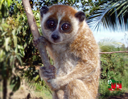 Chúng có vị trí đặc biệt trong nghiên cứu tiến hoá và thích nghi với đời sống trên cây. Nguồn ảnh: Phùng Mỹ Trung