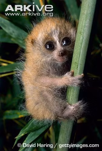  Nọc độc của cu li ngoài tác dụng bảo vệ chúng khỏi ký sinh trùng, còn dùng để phòng vệ chống lại kẻ thù. Phần độc này nằm ở phần trong của cánh tay trước và được tiết ra cùng mồ hôi. Khi cu li liếm phải chất độc sẽ theo tuyến nước bọt, nên nếu không may bị loài này cắn, con mồi cảm thấy đau đớn toàn thân. Nguồn ảnh: Arkive