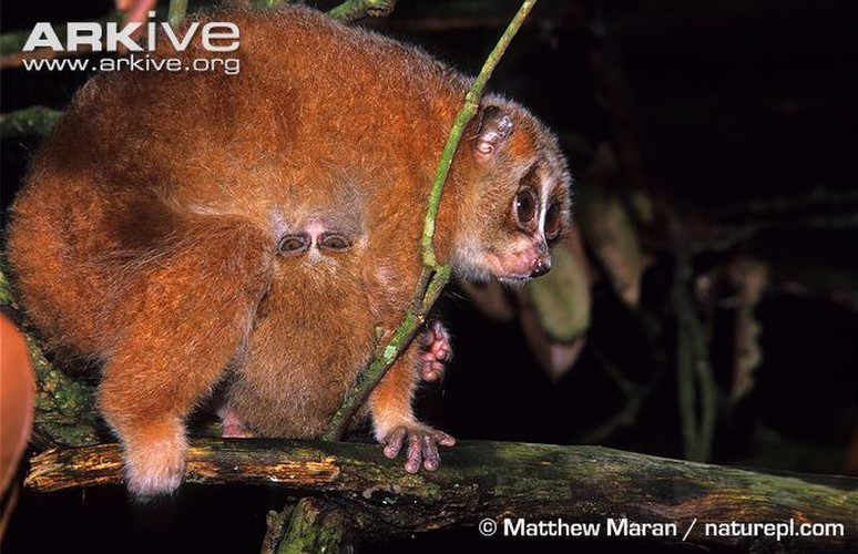 Nơi sống chủ yếu của cu li lùn là rừng thường xanh nguyên sinh hoặc thứ sinh. Chúng sống đơn độc, lặng lẽ, hoặc thành nhóm 3 - 4 con, di chuyển nhẹ nhàng chậm chạp chuyền từ cành này sang cành khác. Nguồn ảnh: Arkive