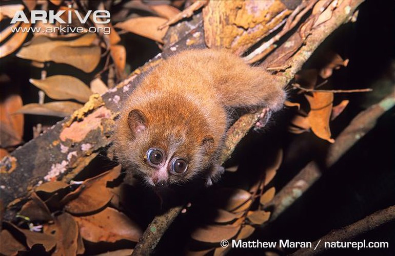 Để bảo vệ loài vật quý hiếm này, cần đẩy mạnh công tác tuyên truyền, vận động người dân về bảo vệ động vật hoang dã, nhất là bảo tồn các loài động vật nguy cấp, quý hiếm. Nguồn ảnh: Arkive