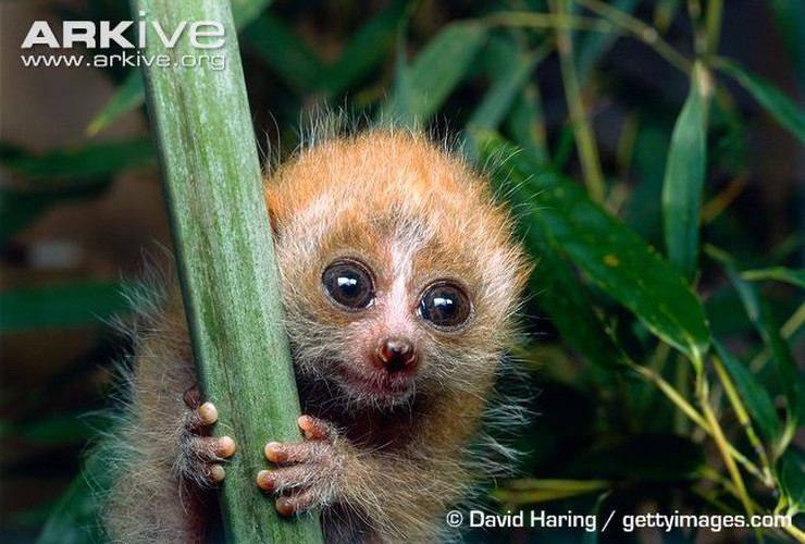 Là sinh vật bị cấm nuôi nhốt, nhưng nhiều người vẫn bất chấp nuôi con vật này làm cảnh. Để tránh bị độc, họ tàn nhẫn bằng cách bẻ hết những chiếc răng sắc nhọn của chúng để không bị cắn và truyền nọc độc. Hành động đó theo các nhà khoa học sẽ khiến cu li bị chảy máu và nhiễm trùng, dẫn đến chết. Nguồn ảnh: Arkive