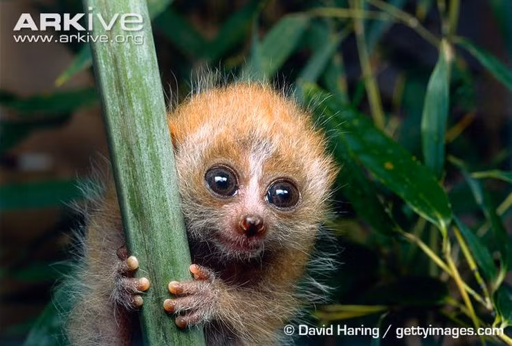 Là sinh vật bị cấm nuôi nhốt, nhưng nhiều người vẫn bất chấp nuôi con vật này làm cảnh. Để tránh bị độc, họ tàn nhẫn bằng cách bẻ hết những chiếc răng sắc nhọn của chúng để không bị cắn và truyền nọc độc. Hành động đó theo các nhà khoa học sẽ khiến cu li bị chảy máu và nhiễm trùng, dẫn đến chết. Nguồn ảnh: Arkive