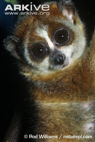 Vào ban ngày, độ mở lớn của mắt khiến chúng tiếp nhận cường độ ánh sáng nhiều hơn, có thể làm mù lòa, vì vậy chúng thường giấu mắt cuộn vào bên trong cơ thể, ngủ ngày. Nguồn ảnh: Arkive