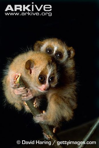 Các nhà nghiên cứu tìm thấy hợp chất ở cu li có chất độc. Nọc độc được kích hoạt bằng cách kết hợp mồ hôi từ cánh tay với nước bọt, gây nguy hiểm cho con người và có thể dẫn đến tử vong nếu không kịp thời cứu chữa. Nguồn ảnh: Arkive