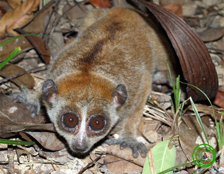 Đây là loài động vật rừng nguy cấp, quý hiếm thuộc nhóm IB theo quy định tại Nghị định 32/ 2006/ NĐ - CP ngày 30 tháng 3 năm 2006 của Chính phủ. Nguồn ảnh: Phùng Mỹ Trung