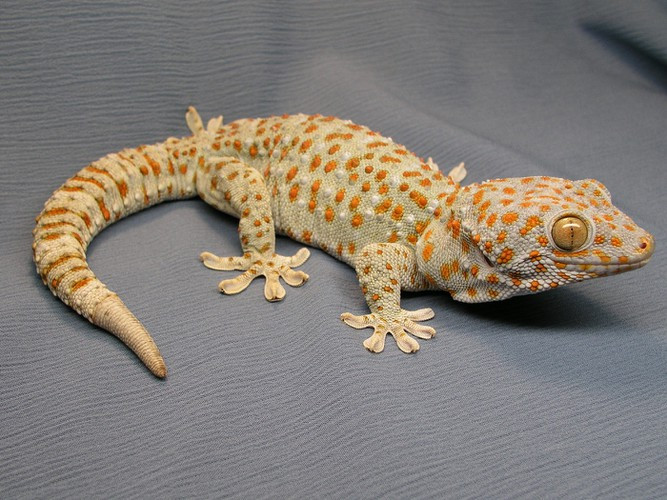 Tương tự như đồng loại của mình, tắc kè cây tokay cũng cắt đuôi để chạy trốn kẻ thù nhưng nó khéo léo đến nỗi đoạn đuôi của nó giống y một chú tắc kè thật. Đặc biệt, trong khi đồng loại mất 6-8 tuần để mọc đuôi mới thì nó chỉ mất 3 tuần nhưng đuôi mới sẽ ngắn hơn.