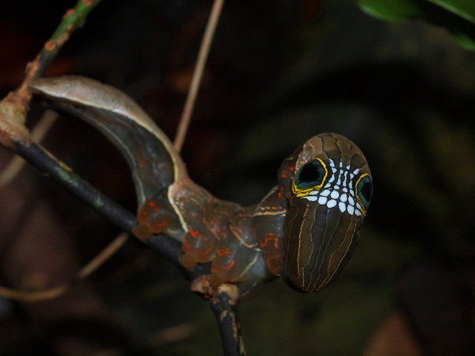 Bướm đêm Phyllodes imperialis lại khéo léo khoác lên mình bộ mặt của một con rắn độc khi bị đe dọa bằng cách uốn cong đầu xuống, để lộ ra màu vàng, trắng và đen, đồng thời tự tạo cho mình khuôn mặt y như rắn rất đáng sợ.