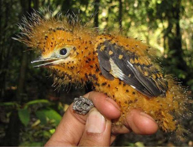 Laniocera hypopyrra là một loài chim trong họ Tityridae. Môi trường sống tự nhiên của chúng là rừng ẩm vùng đất thấp nhiệt đới hoặc cận nhiệt đới. Chim non có bộ lông và cách di chuyển trông giống như loài sâu bướm độc, giúp chúng thoát khỏi nanh vuốt kẻ thù.