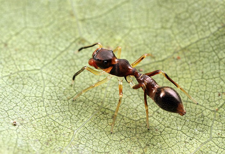 Kiến cây xanh là loài vô cùng hung hăng, một đàn thường có tới 500.000 kiến thợ với lãnh thổ có thể lên tới 12 cây. Hầu hết mọi loài nhện đều tìm cách tránh xa đàn kiến này nhưng riêng nhện nhảy Cosmophasis bitaeniata lại có thể ngang nhiên đi qua tổ của chúng nhờ chiêu bắt chước ngoại hình y hệt một chú kiến.