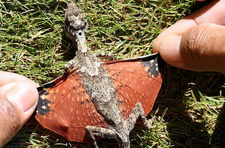 Hầu hết các loài thằn lằn bay đều giả dạng những chiếc lá khô và nằm bất động để hòa mình vào tán lá nhưng riêng thằn lằn bay của đảo Borneo lại không như thế. Khi cần di chuyển, chúng vẫn giả làm lá nhưng là một chiếc lá khô rụng, không thu hút sự chú ý của kẻ thù.