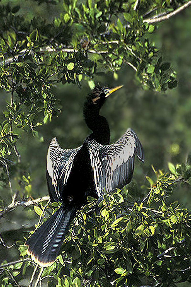Loài chim cổ rắn có khả năng bơi lặn giỏi, khi bơi phần thân chìm dưới nước, phần cổ dài nổi lên giống loài rắn. Chim cổ rắn sinh sống ở khu vực vòng quanh xích đạo, trong vùng nhiệt đới và cận nhiệt đới.