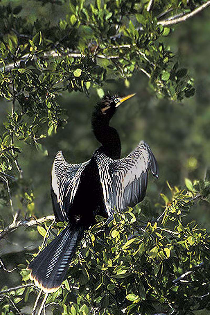 Loài chim cổ rắn có khả năng bơi lặn giỏi, khi bơi phần thân chìm dưới nước, phần cổ dài nổi lên giống loài rắn. Chim cổ rắn sinh sống ở khu vực vòng quanh xích đạo, trong vùng nhiệt đới và cận nhiệt đới.