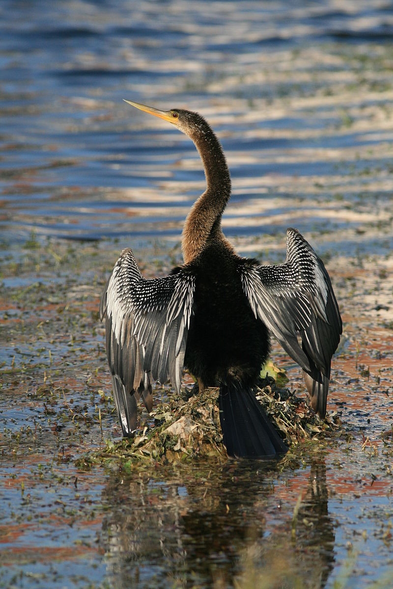 Chúng có xu hướng tụ tập thành bầy đôi khi tới 100 con nhưng lại có đặc tính chiếm cứ lãnh thổ khá cao khi vào mùa sinh sản.