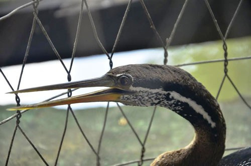 Loài chim này thuộc nhóm 1B, nằm trong sách đỏ có nguy cơ tuyệt chủng nên thông tin chim cổ rắn xuất hiện ở Đồng Nai gây sự chú ý lớn.