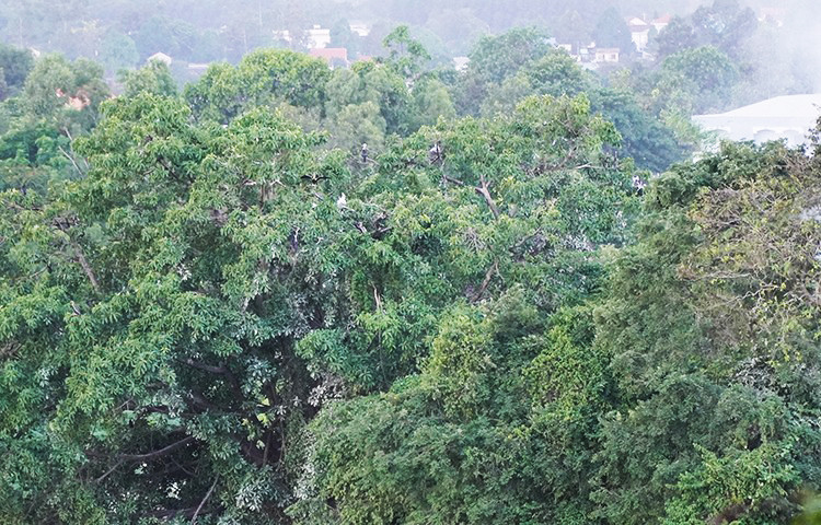 Chim cổ rắn sinh sống trong môi trường nước ngọt hoặc lợ và có thể tìm thấy trong các hồ, sông, đầm lầy, cửa sông, vịnh, phá và các cánh rừng ngập nước.