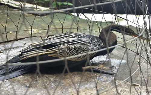 Chim cổ rắn thuộc các loài chim trong họ Anhingidae, bộ chim điên (trước đây xếp trong bộ Bồ nông). Hiện nay còn tồn tại tổng cộng 4 loài trong một chi duy nhất, một trong số đó hiện đang ở tình trạng gần bị đe dọa tuyệt chủng.