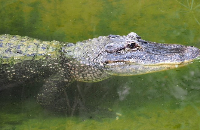 Giữa đêm tỉnh giấc, thấy cá sấu há mồm chờ sẵn trong nhà vệ sinh Giua dem tinh giac, thay ca sau ha mom cho san trong nha ve sinh
