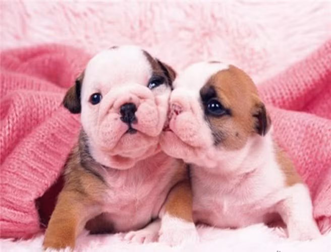 Thú cưng đáng yêu và nụ hôn nhẹ bên má không kém phần mê đắm.