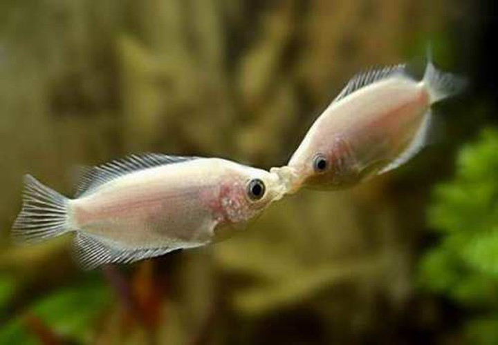 Màn khóa môi của loài cá khiến cho chúng ta phải “mắt tròn, mắt dẹt” chiêm ngưỡng.