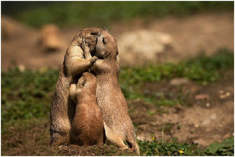 Nụ hôn thể hiện tìm cảm gia đình say đắm.