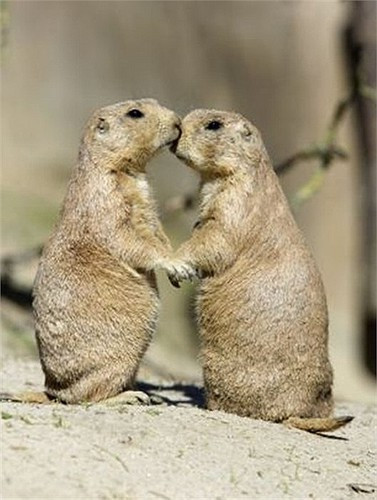 Những cặp tình nhân động vật cũng luôn biết cách thể hiện tình cảm sâu sắc.