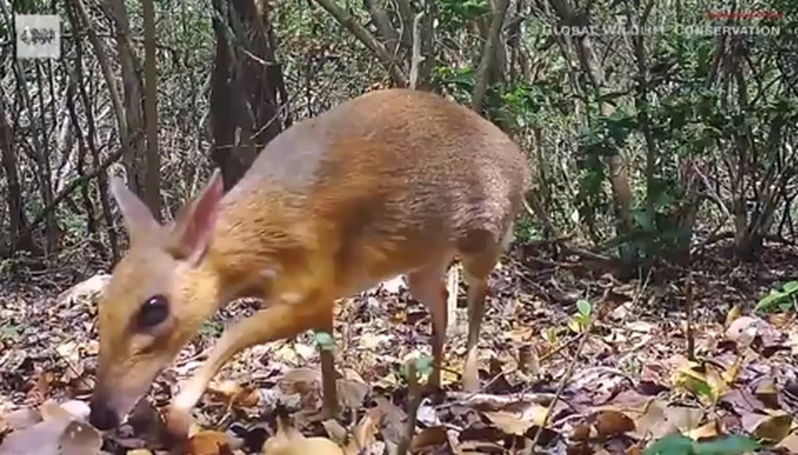 Loài cheo cheo lưng bạc có ngoại hình giống hươu nhưng không có tuyến lệ. Toàn thân loài vật phủ lông màu nâu đỏ mịn và mượt, trong khi vùng ngực và dưới bụng có 3 vệt lông trắng song song với thân. Chúng là động vật móng guốc nhỏ nhất thế giới