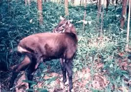 Sao la (Pseudoryx nghetinhensis) được coi là một trong những loài thú mà con người ít có dữ liệu nhất thế giới. Chỉ có 3 bức ảnh chụp loài vật cực kỳ quý hiếm này trong môi trường tự nhiên suốt 2 thập kỷ qua. Loài này được phát hiện ở vùng núi rừng Trường Sơn giáp ranh giữa Việt Nam và Lào năm 1992.