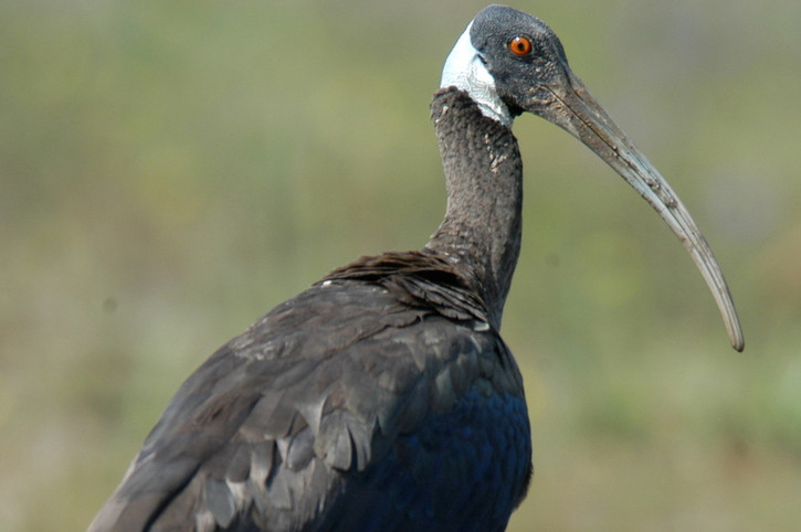 Cò quăm cánh xanh hoặc cò quăm vai trắng (Pseudibis davisoni) là loài chim rất quý, phân bố ở miền Nam Việt Nam. Chúng đang bị đe doạ tuyệt chủng trên phạm vi toàn cầu.